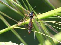Attēlu rezultāti vaicājumam “Ptychoptera sp. female”