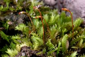 Attēlu rezultāti vaicājumam “Fissidens adianthoides sporophyte”