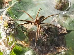 Attēlu rezultāti vaicājumam “Pisaura mirabilis female”