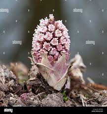 Attēlu rezultāti vaicājumam “Petasites hybridus flower”