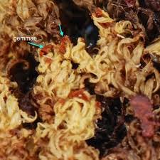 Attēlu rezultāti vaicājumam “Orthotrichum speciosum sporophyte”