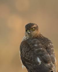 Attēlu rezultāti vaicājumam “Accipiter nisus male”