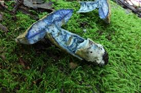 Attēlu rezultāti vaicājumam “Gyroporus cyanescens”