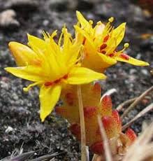 Attēlu rezultāti vaicājumam “Sedum acre fruit”