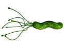 h.pylori saliva screening | Tumblr