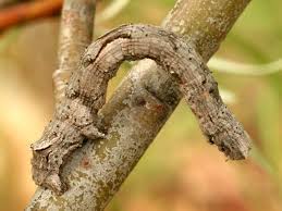 Attēlu rezultāti vaicājumam “Crocallis elinguaria imago”