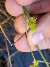 Attēlu rezultāti vaicājumam “Carex viridula flower”