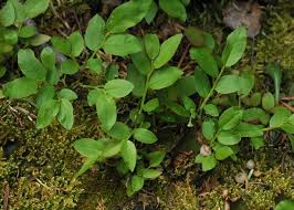 Attēlu rezultāti vaicājumam “Vaccinium myrtillus”