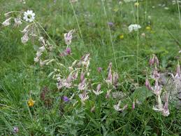 Attēlu rezultāti vaicājumam “Silene nutans”