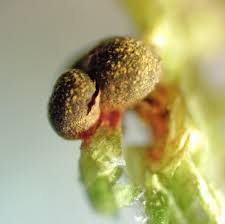 Attēlu rezultāti vaicājumam “Licea pusilla spores”