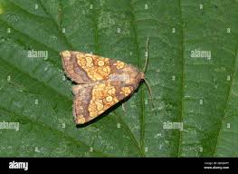 Attēlu rezultāti vaicājumam “Gortyna flavago”