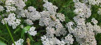 Attēlu rezultāti vaicājumam “Achillea millefolium”