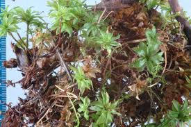 Attēlu rezultāti vaicājumam “Rhodobryum roseum”