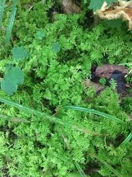 Attēlu rezultāti vaicājumam “Thuidium assimile”