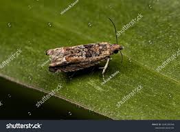 Attēlu rezultāti vaicājumam “Tortricidae”