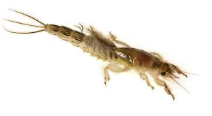 Attēlu rezultāti vaicājumam “Ephemera sp.”