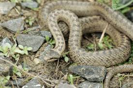 Attēlu rezultāti vaicājumam “Coronella austriaca”