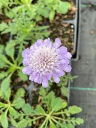Image result for Scabiosa col.`Butterfly Blue`