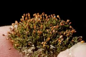 Attēlu rezultāti vaicājumam “Tortula lingulata”