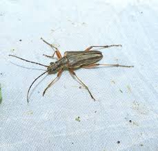 Attēlu rezultāti vaicājumam “Stenocorus meridianus”