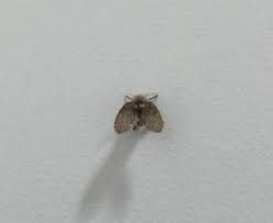 Attēlu rezultāti vaicājumam “Psychodidae”