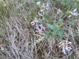 Attēlu rezultāti vaicājumam “Astragalus arenarius leaf”