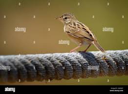 Image result for Cisticola juncidis