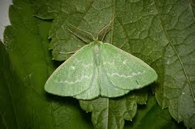 Attēlu rezultāti vaicājumam “Thetidia smaragdaria”