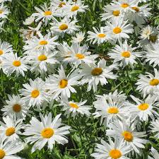 Image result for Leucanthemella serotina