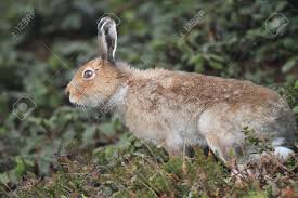 Attēlu rezultāti vaicājumam “Lepus timidus”