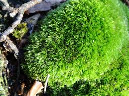 Attēlu rezultāti vaicājumam “Leucobryum juniperoideum”