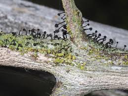 Attēlu rezultāti vaicājumam “Calicium viride”