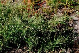 Attēlu rezultāti vaicājumam “Spergula arvensis”