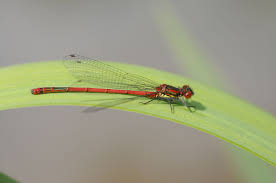 Attēlu rezultāti vaicājumam “Pyrrhosoma nymphula”