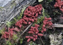 Attēlu rezultāti vaicājumam “Arcyria stipata”