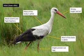 Attēlu rezultāti vaicājumam “Ciconia ciconia adult”