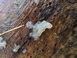 Attēlu rezultāti vaicājumam “Exidia thuretiana”