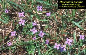 Attēlu rezultāti vaicājumam “Heyderia pusilla”