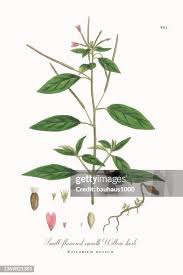 Attēlu rezultāti vaicājumam “Epilobium roseum”