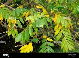 Attēlu rezultāti vaicājumam “Juglans ailanthifolia”