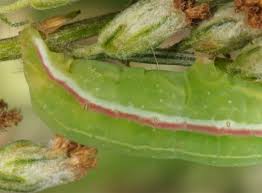 Attēlu rezultāti vaicājumam “Eucarta virgo”