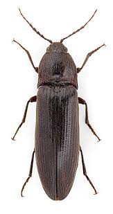 Attēlu rezultāti vaicājumam “Melanotus sp.”