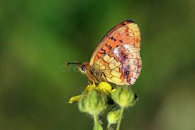 Attēlu rezultāti vaicājumam “Brenthis ino”