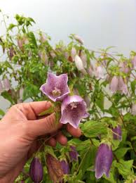 Image result for Campanula affinis