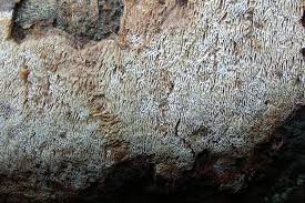 Attēlu rezultāti vaicājumam “Ceriporiopsis resinascens”