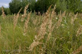 Attēlu rezultāti vaicājumam “Calamagrostis epigeios”
