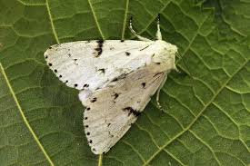 Attēlu rezultāti vaicājumam “Acronicta leporina”