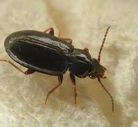 Attēlu rezultāti vaicājumam “Tachyta nana”