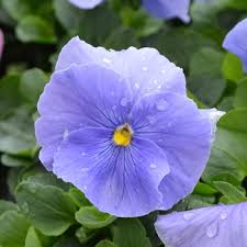 Image result for Viola x wittrockiana `Hiemalis`