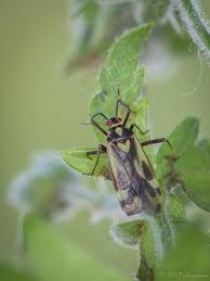 Attēlu rezultāti vaicājumam “Grypocoris sexguttatus”